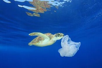 Animali: il 9 agosto è Tartaday, si festeggiano le caretta caretta 