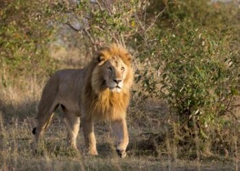 Animali: in 25 anni leoni africani diminuiti del 43%
 