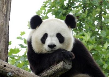 Animali: un parco nazionale per i panda, sorgerà in Cina 