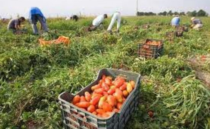 Braccianti in nero ospiti di “Felandina”