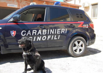 Cane Pluto scopre armi da caccia rubate