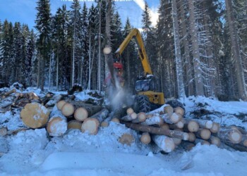 Chatrian, rilanciare filiera del legno