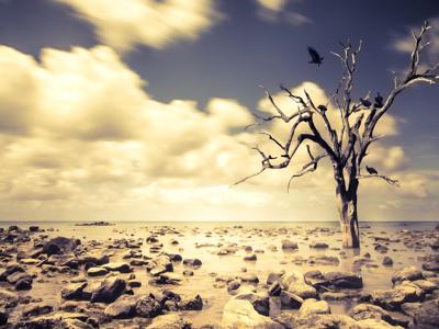 “Clima, giustizia e scienza”, il documento degli attivisti Fridays for Future  