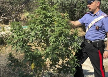 Coltivazione canapa a Siderno,un arresto
