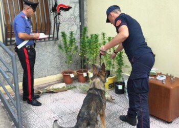 Coltivazione di cannabis nell’ex ostello