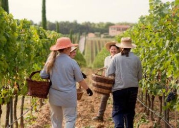 Da enogastronomia benefici per territori ma ancora poco sfruttata  