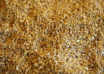 Fao, prezzi alimentari in leggera riduzione a luglio