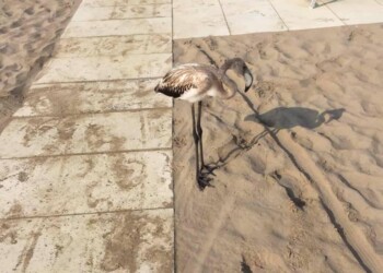 Fenicotteri in spiaggia a Rimini, boom di segnalazioni