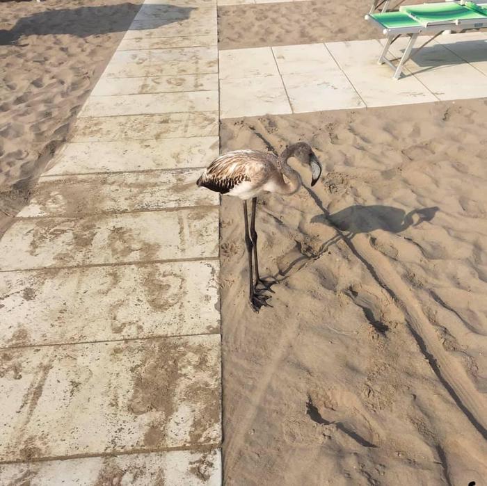 Fenicotteri in spiaggia a Rimini, boom di segnalazioni