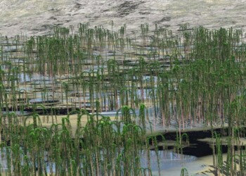 In Cina la più grande foresta fossile mai scoperta