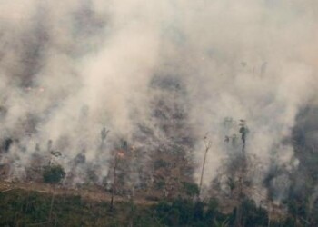 Incendi, colpite tre ecoregioni del Pianeta 
