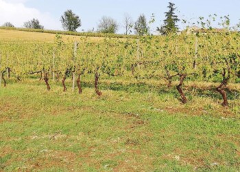 Maltempo, a rischio vendemmia casalese