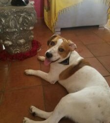 Messina:Pinco cucciolone di 8 mesi cerca casa!!!!