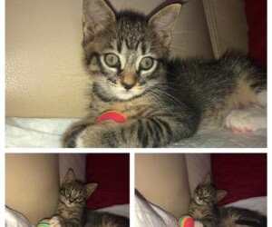 Messina: Pupa gattina di due mesi cerca casa