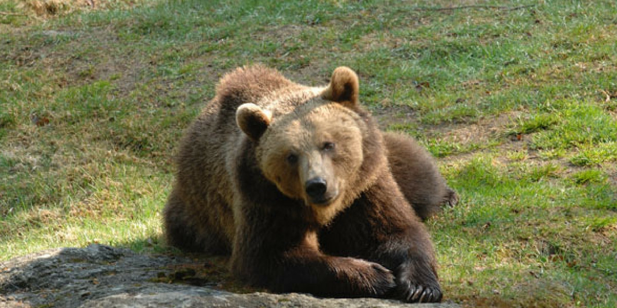 Orso M49, nuova diffida delle associazioni