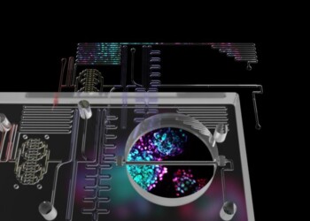 Ottenuto in laboratorio il pancreas su chip