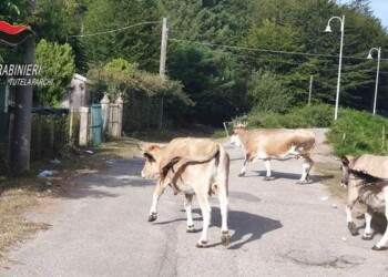 Pascolo abusivo bovini, una denuncia