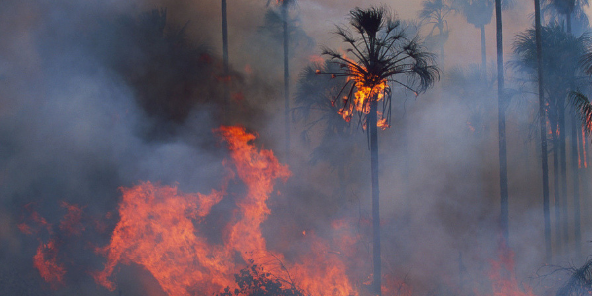 Per l’Amazzonia il WWF chiede a Conte una presa di posizione formale dell’Italia al G7