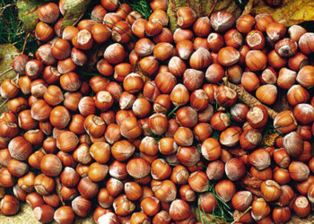 Prezzo nocciole stimato in 340-360 q.le