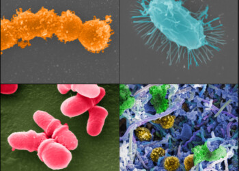 Pronto il primo catalogo dei geni del microbioma umano