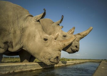 Riuscita la fecondazione per salvare i rinoceronti bianchi