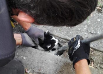 Salvato gatto intrappolato in un tubo