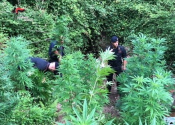 Scoperta piantagione droga a Lamezia