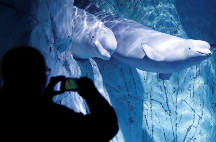 Scoperto antenato del beluga in cava di sabbia della Maremma