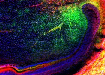 Scoperto il gene ‘dentista’ che ripara il sorriso