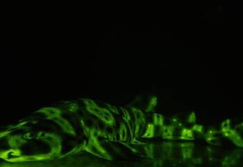 Scoperto il segreto degli squali fluorescenti