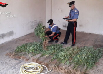 Sorvegliato speciale coltivava canapa