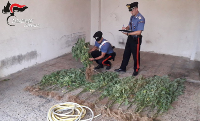 Sorvegliato speciale coltivava canapa
