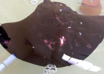 Trigone bastonato nel Ravennate, stabile