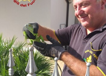 Trovata iguana in giardino privato
