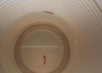 Turista, da rubinetti acqua e vermicelli