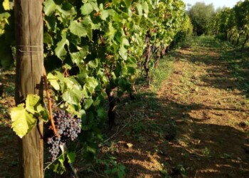 Vita media imprese è poco più di 12 anni