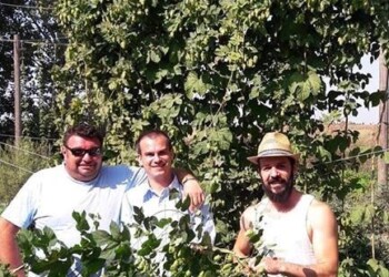 Luppolo italiano: è tempo di raccogliere i coni! L’esperienza Bio del Birrificio contadino Cascina Motta