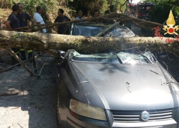 Albero su auto, donna ferita lievemente