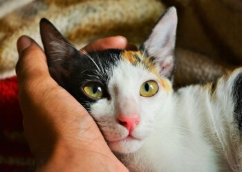 Anche i gatti si affezionano