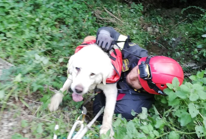 Cane precipita in dirupo, salvato da Vvf