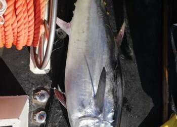 Capitaneria sequestra palangaro di 2 km