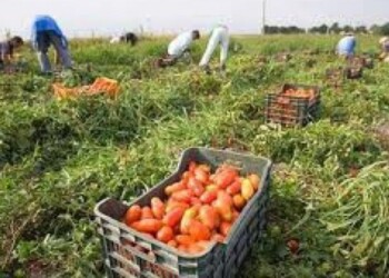 Caporalato: controlli nel Metapontino