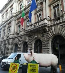 Clima: azione Greenpeace a Roma, ‘stop allevamenti intensivi’ 