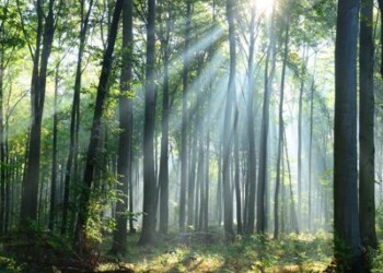 Clima: studio, non bastano alberi, servono foreste naturali
 