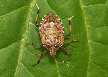 Coldiretti, Sos cimice per ritorno caldo