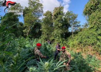 Coltivavano 780 piante marijuana,arresti