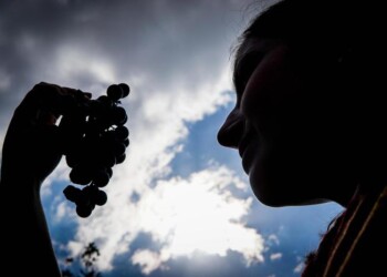 Con l’intelligenza artificiale la vendemmia è doc