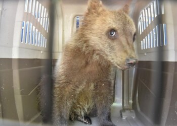 Cucciolo orso ritrova madre in Abruzzo
