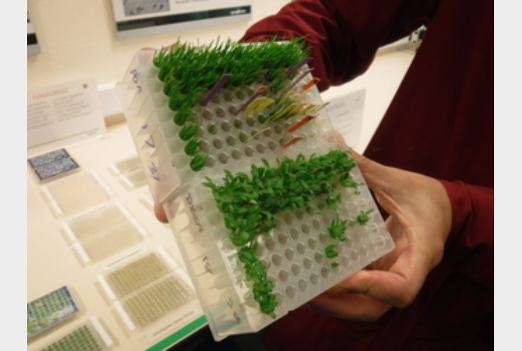 Da piante carnivore materiali per robot