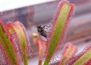 Dalle piante carnivore nuovi materiali per i robot soffici